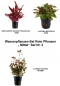 Preview: Wasserpflanzen-Set Rote Pflanzen „ Mittel“ Set Nr. 2