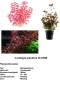 Preview: Wasserpflanzen-Set Rote Pflanzen „ Mittel“ Set Nr. 2