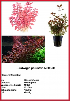 Wasserpflanzen-Set Rote Pflanzen „ Mittel“ Set Nr. 2